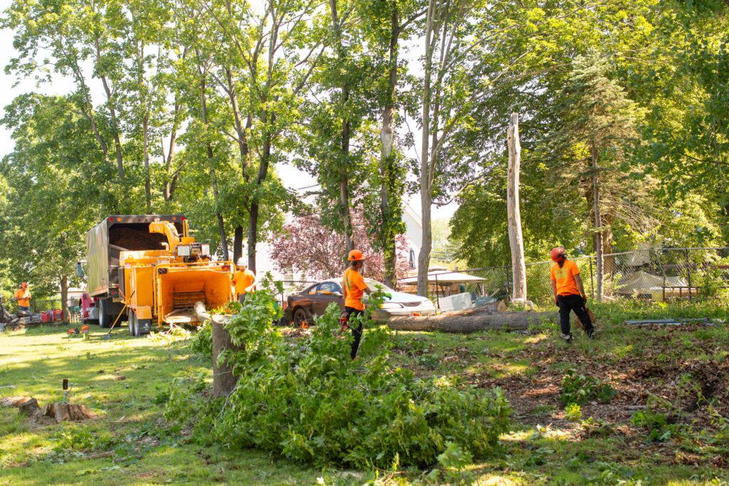 tree services in MA