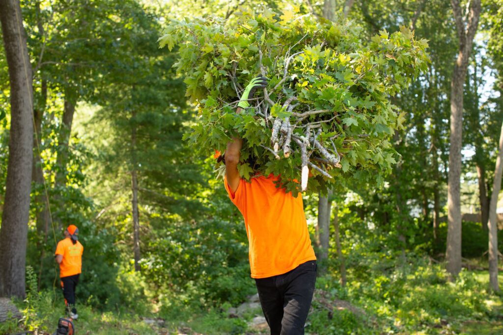 tree services in MA